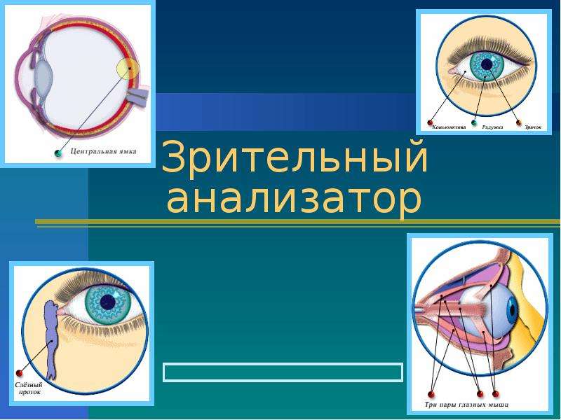 Зрительный анализатор презентация 8