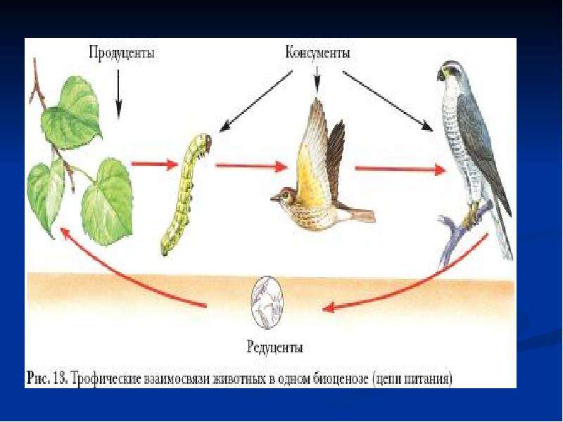 Среда обитания животных картинки для детей