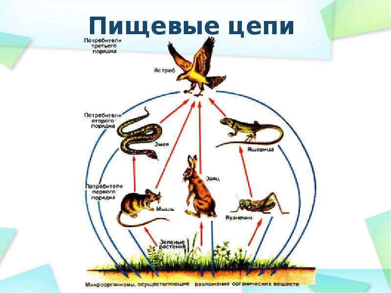 Цепь питания степной зоны. Пищевая цепочка животных степи. Пищевая цепочка степи. Пищевая сеть степи. Пищевые цепи в наземных экосистемах.