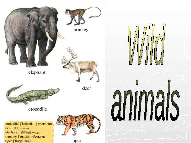 Презентация английский язык животные россии