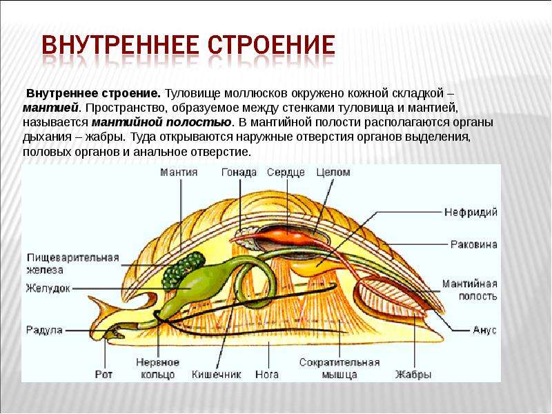 Вторичная полость тела моллюска. Внутреннее строение моллюсков мантия. Полость тела моллюсков:полость тела моллюсков. Мантия и мантийная полость. Пищеварительная система двустворчатых моллюсков.