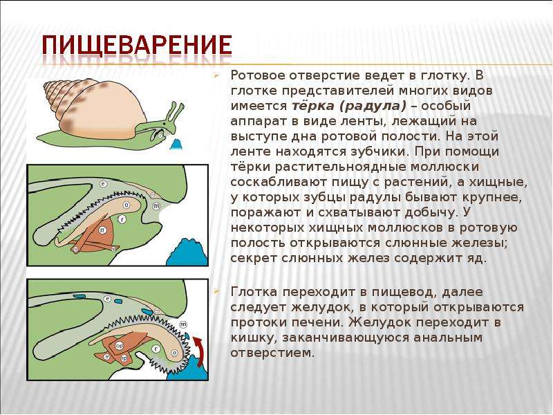 На голове моллюсков расположены