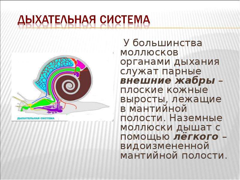 Большинство моллюсков. Лёгкое у моллюсков является видоизменением. Полость тела моллюсков. Наземные моллюски дышат. Моллюски дышащие с помощью легкого.