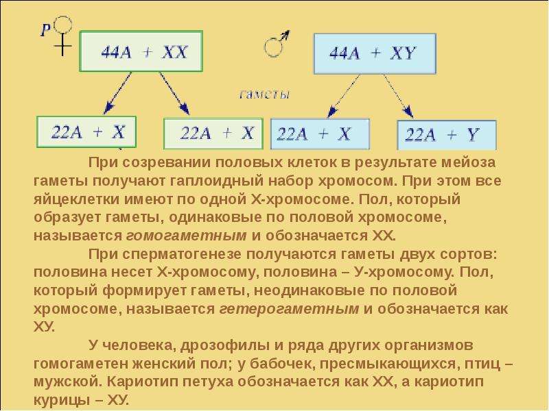 У дрозофилы гомогаметным является женский пол