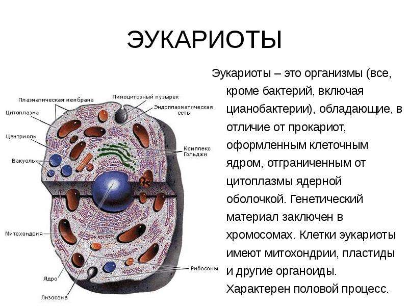 Эукариоты наследственная информация
