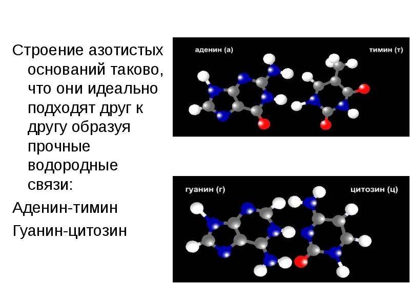 Водородные между азотистыми основаниями. Аденин и Тимин водородная связь. Азотистые основания водородные связи. Водородные связи между азотистыми основаниями. Аденин строение.