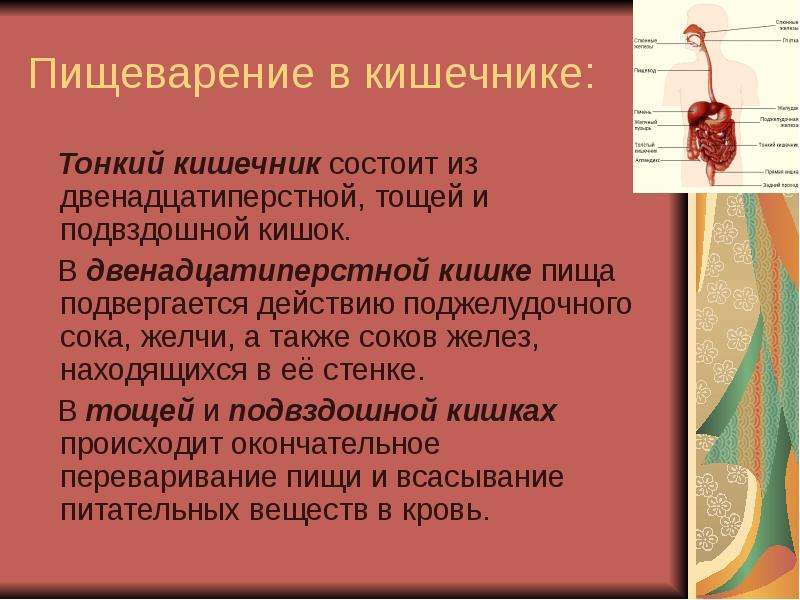 Пищеварение в тонком кишечнике. Пищеварениемв кишечнике. Пищеварение в кишечнике кратко.