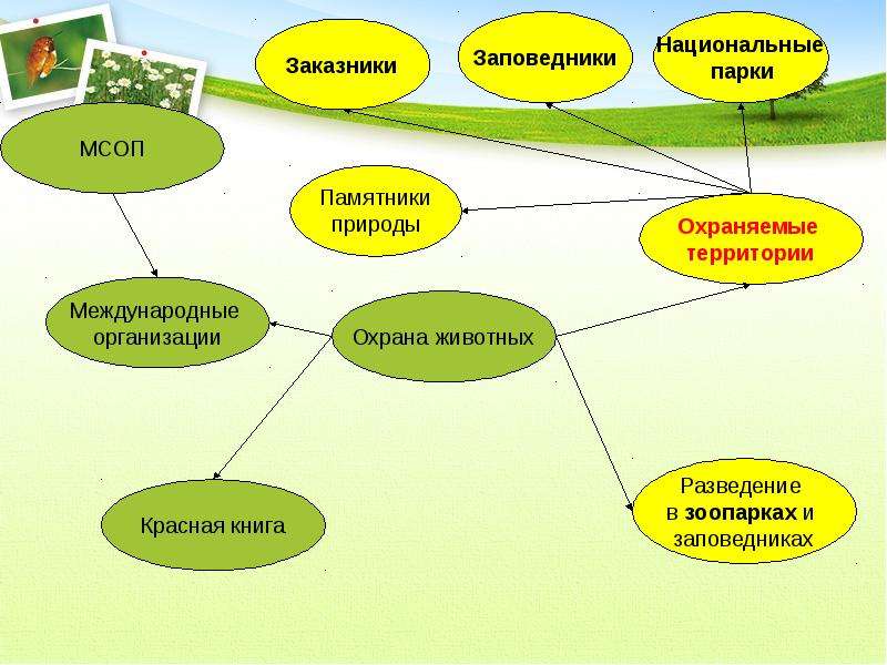 Презентация охрана животных 5 класс