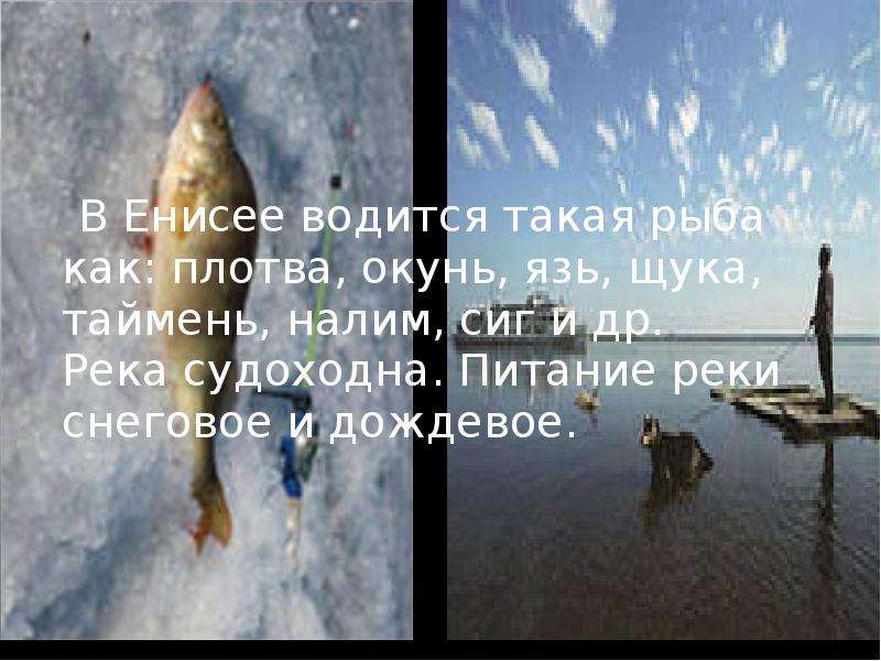 Енисей какое питание. Рыбы обитающие в Енисее. Какая рыба водится в Енисее фото. Кто обитает в Енисее. Рыба которая водится в Енисее.