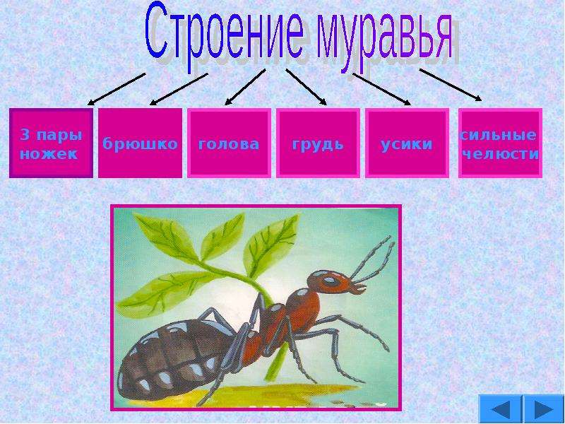 Муравьи по составу. Строение муравья для детей. Части тела муравья. Презентация по биологии на тему муравьи. Строение муравья для дошкольников.