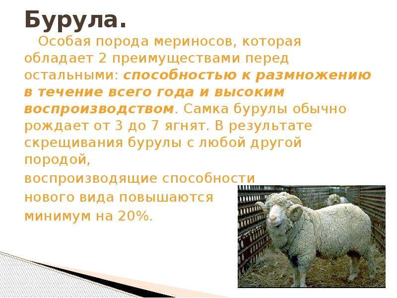 Презентация шерсти овечьей. Презентация по овечьи шерсти. Мериносы порода овец характеристика. Советский меринос порода овец характеристика. Шерсть какое число
