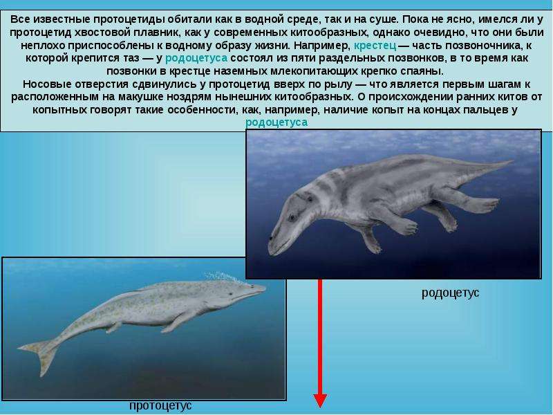 Водные млекопитающие презентация