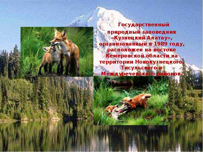 Природа кузбасса презентация