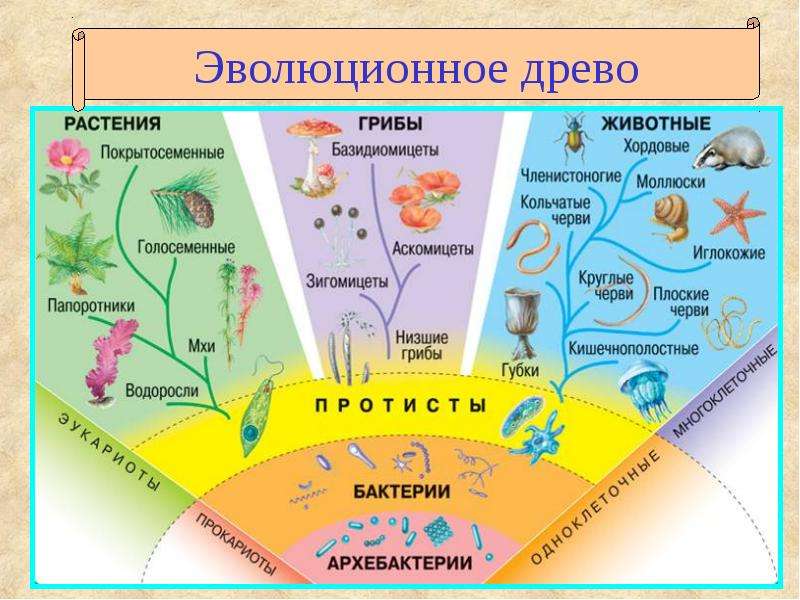 Эволюционное древо схема