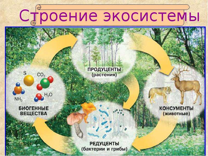 Презентация многообразие природных сообществ 6 класс