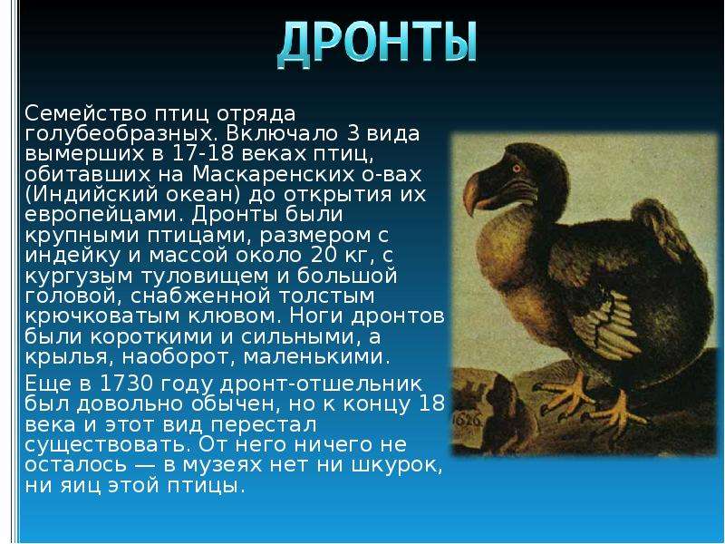 Сообщение о б. Дронт Эдвард. Исчезнувшие виды животных и птиц. Сообщение о вымерших птицах. Птицы истребленные человеком.