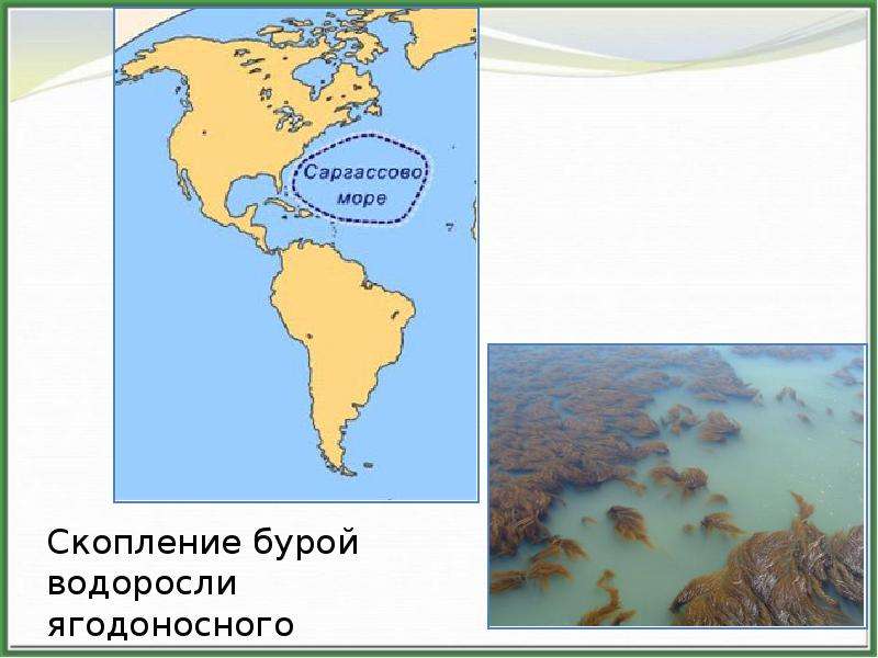 Саргассово море на карте. Саргассово море почему без берегов.