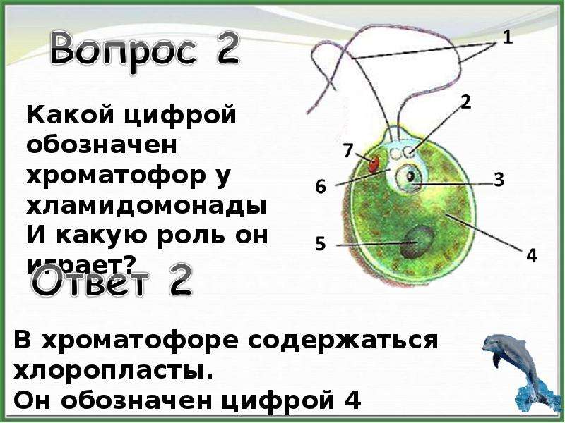 Хроматофор. Хроматофор у хламидомонады. Хламидомонада хлоропласты. Форма хроматофора у хламидомонады.