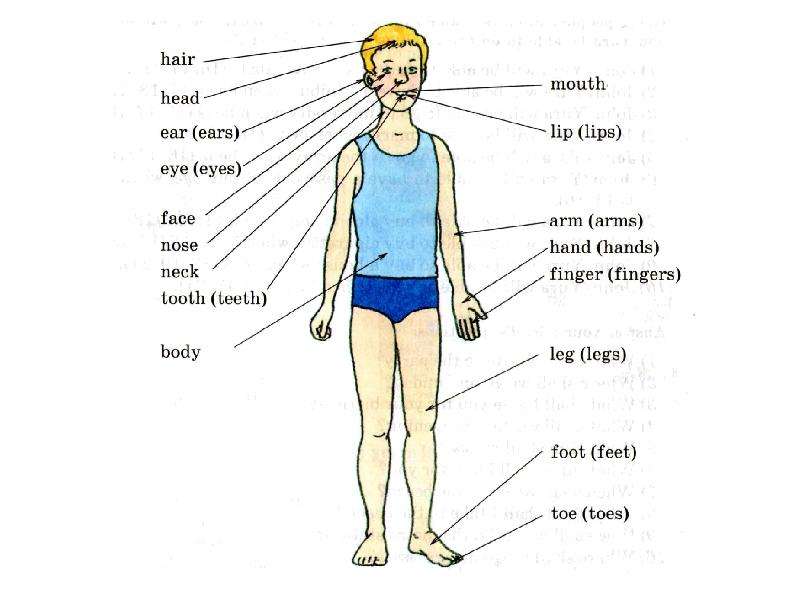 Переведи legs. Как на английском будет Leg. Leg произношение. Как на английском будет Arms. Как переводится на русский Legs.