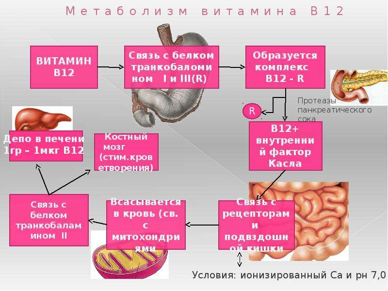 В12 дефицитная анемия клинические рекомендации презентация