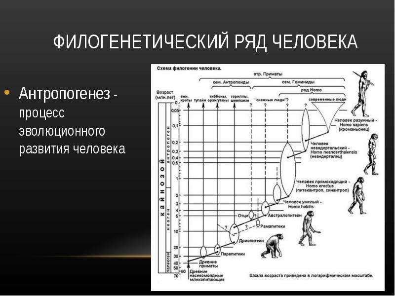 Эволюция человека возможные результаты проект по биологии