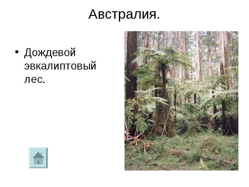 Австралия эвкалиптовый лес на карте. Калейдоскоп леса.