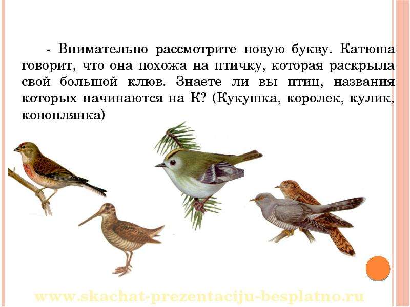 Птицы на букву к. Маленькая птица на букву к. Птицы которые оканчиваются на букву а. Птицы которые начинаются на согласный. Имена птиц которые все знают.