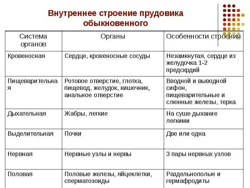 Строение моллюсков таблица. Внутреннее строение моллюсков таблица органы и системы. Внутреннее строение моллюсков таблица. Таблица по биологии внутреннее строение моллюсков. Таблица биология 7 класс моллюски система органов органы и функции.