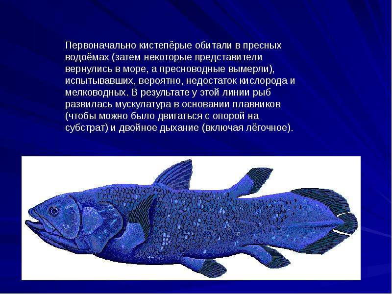 Какие особенности кистеперых рыб. Кистеперая рыба Латимерия. Отряд кистепёрые. Отряд кистеперые рыбы представители. Надотряд кистеперые.