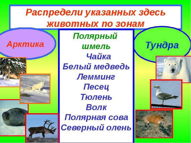 Укажите здесь. Распредели животных по природным зонам. Задания по тундре. Распредели растения и животных по природе зонах. Задания зона тундры.