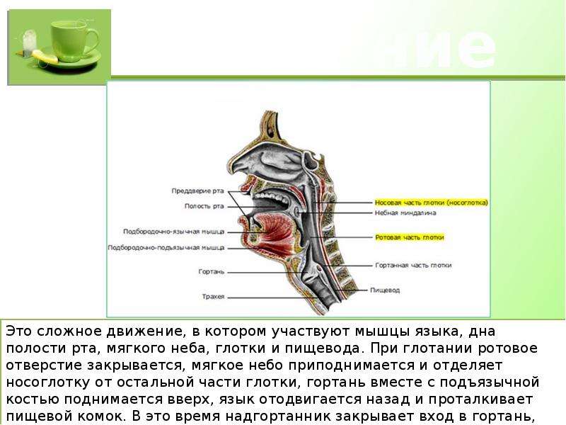 День полость. Биология 8 класс пищеварение в ротовой полости глотка и пищевод. Пищеварение в ротовой полости 8 класс. Функции ротовой полости и пищевода. Движение пищи в глотке и пищеводе.