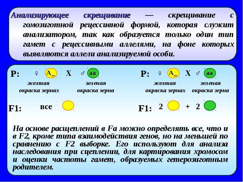 Генотип гомозиготы по всем аллелям. Типы гамет которые образует рецессивная гомозигота. Рецессивная гомозигота образует два типа гамет. Гетерозигота образует один Тип гамет. Моногомозигота генотип.