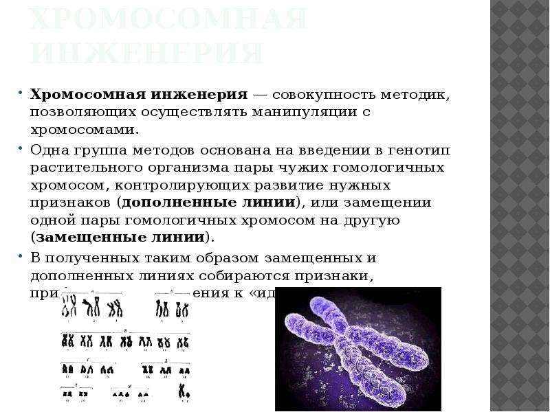 Селекция микроорганизмов и биотехнология. Хромосомная инженерия в селекции. Селекция микроорганизмов и биотехнология презентация. Биотехнология микроорганизмов. Хромосомная инженерия в селекции растений.