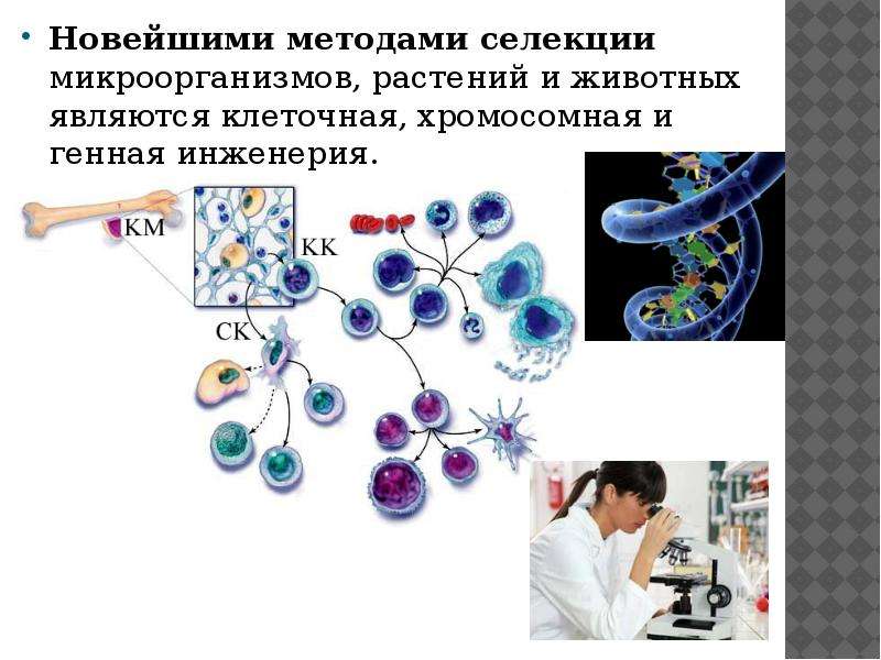 Селекция и биотехнология презентация