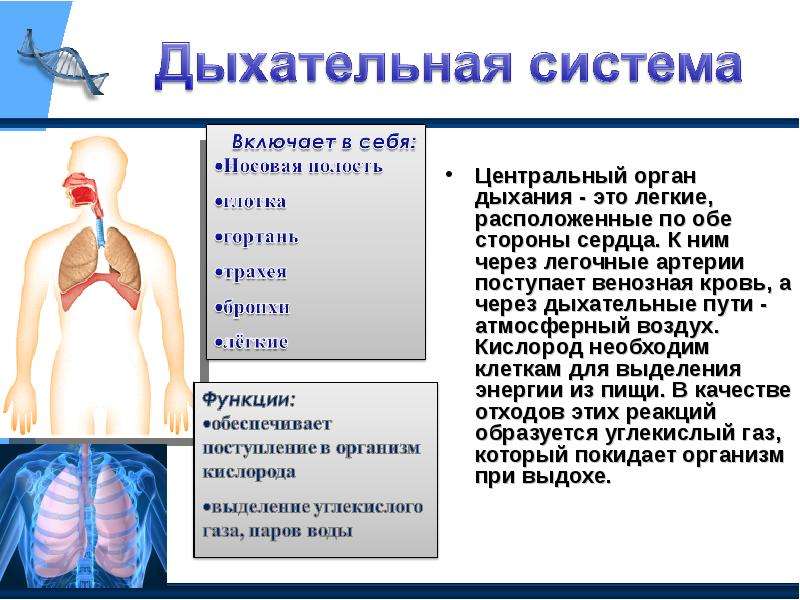 Путь кислорода. Воздух через дыхательные пути. Воздух поступает в легкие. Органы дыхательной системы при вдохе. Путь кислорода в организме человека.