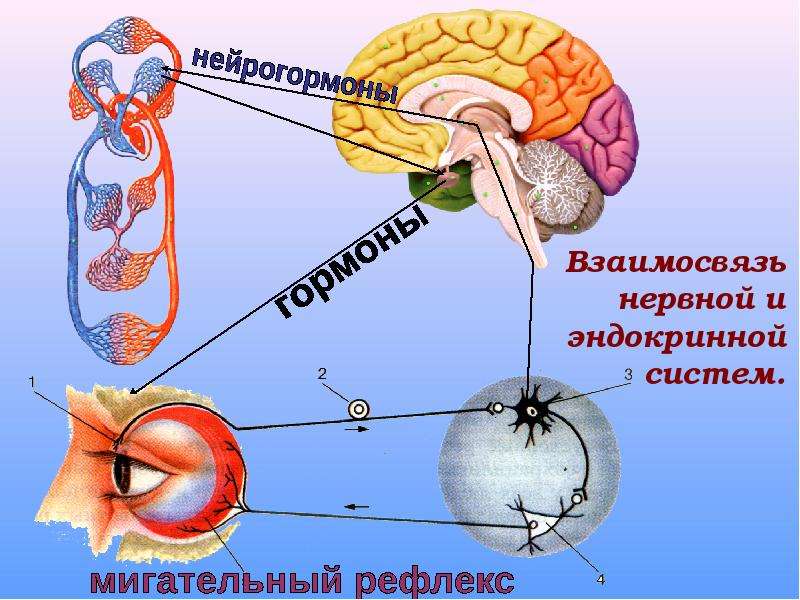 Железы внешней секреции картинки