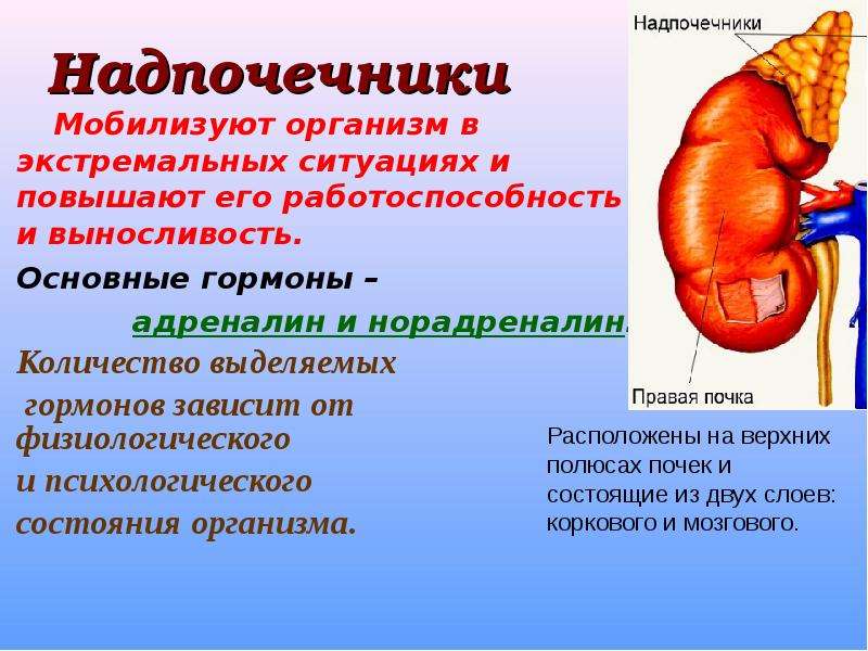 Надпочечники это. Надпочечники человека. Функции надпочечников кратко. Надпочечники железа внутренней секреции. Основной гормон надпочечников.