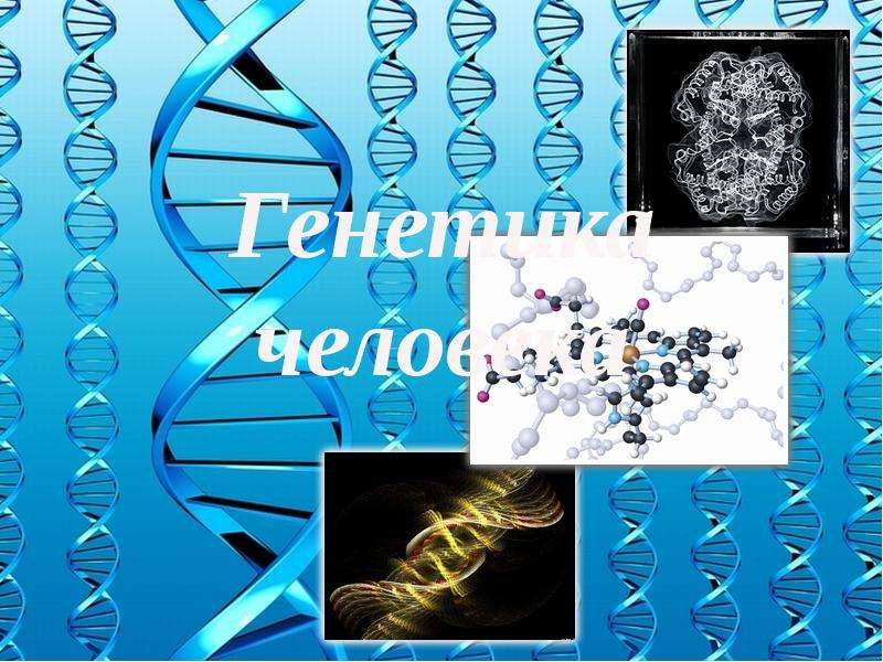 Презентация на тему генетика