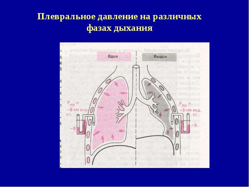 Биомеханика внешнего дыхания презентация