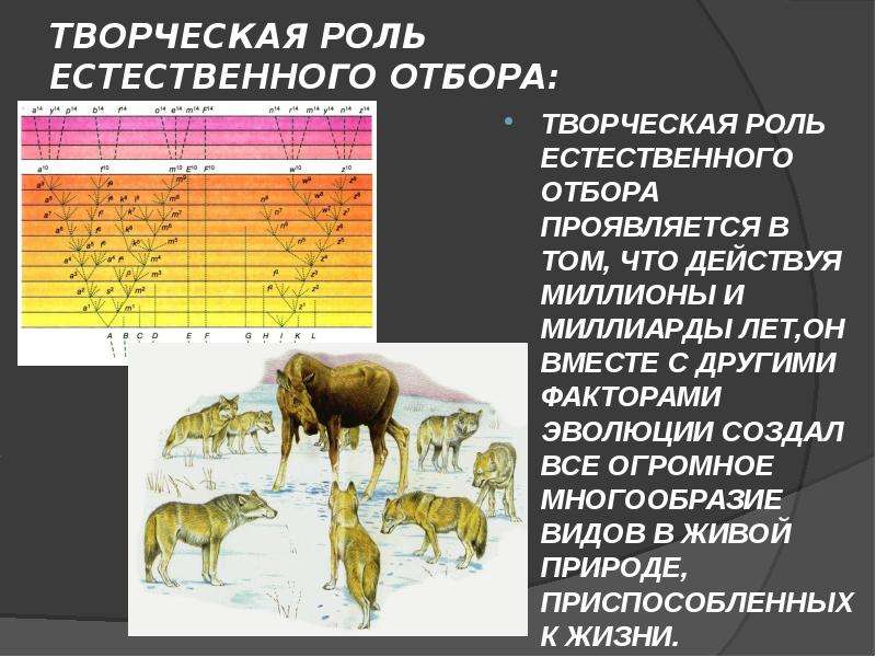 Роль естественного. Творчество роль естественного отбора. Творческая роль естественного отбора заключается. Творческая роль естественного отбора проявляется в. Творческая роль естественного отбора в эволюции.