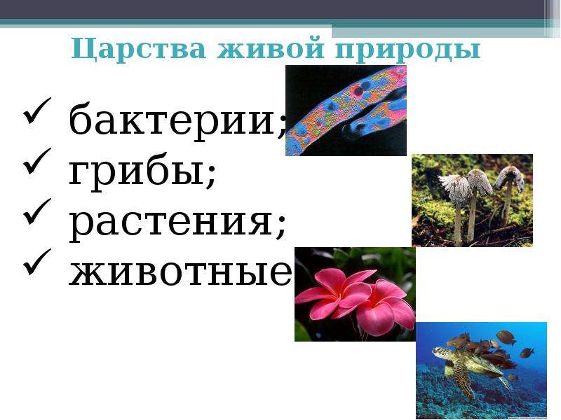 Строение и царства живой природы. Функции отдельных Царств живой природы в биосфере.. Информация царстве живой природы информация. Биосфера царства живой природы 6 класс таблица. Схема биосферы животные, растения, грибы, бактерии.