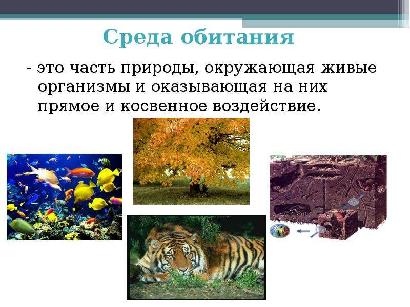 Среда презентаций. Среда обитания. Среда обитания это часть природы. Живые организмы и среда их обитания. Часть природы окружающая живые организмы и оказывающая на них.