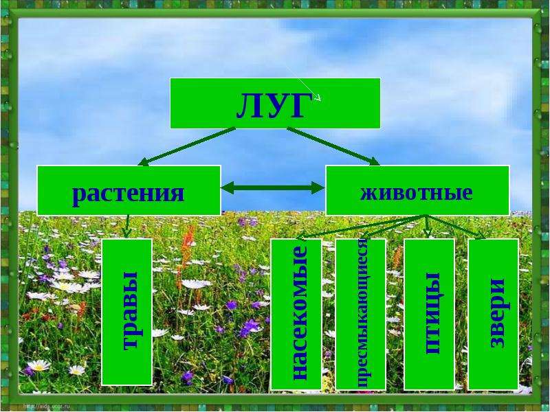 Луг и человек презентация 3 класс