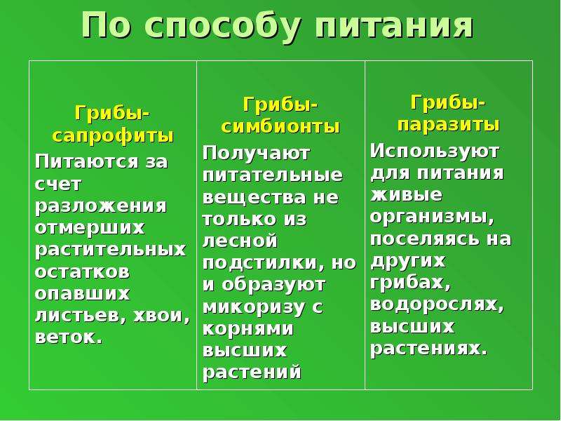 Грибная и бактериальная. Способы питания грибов. Грибы способ питания. Тип питания грибов. Способы питания грибов 6 класс.