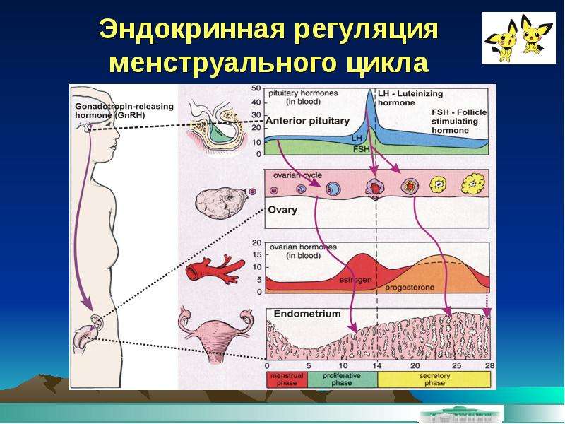 Презентация на тему менструационный цикл и регуляция