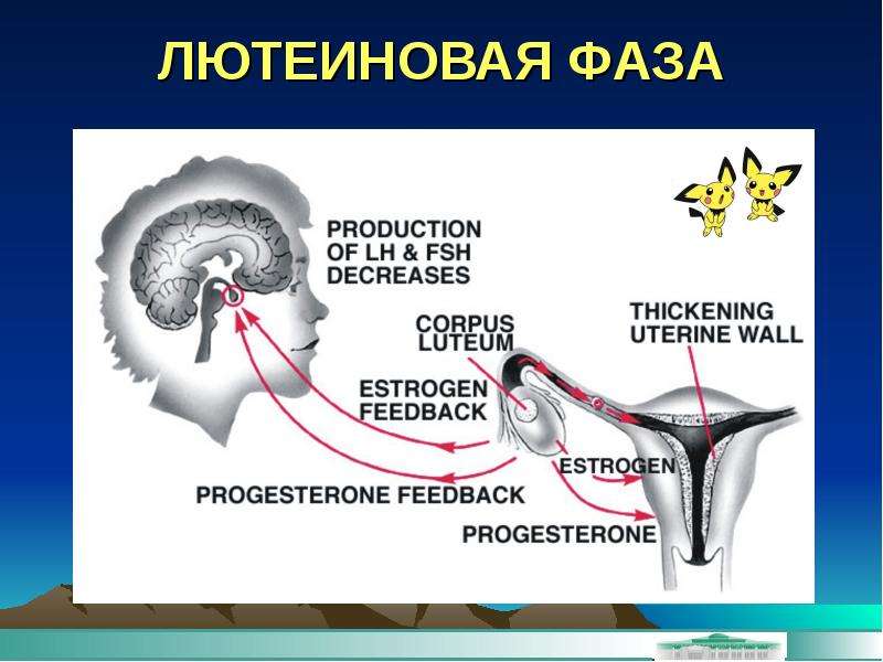 Лютеиновая фаза это. Лютеиновая фаза цикла. Лютеиновая фаза овариального цикла. Лютеиновая фаза что это такое у женщин. Фазы цикла у женщин лютеиновая.