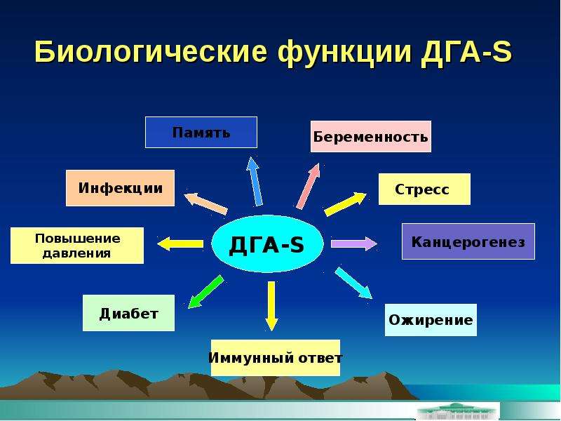 Биологические функции. Дегидроэпиандростерон функции гормона. ДГА-S гормон повышен. DGA гормон. Функции биологических систем.