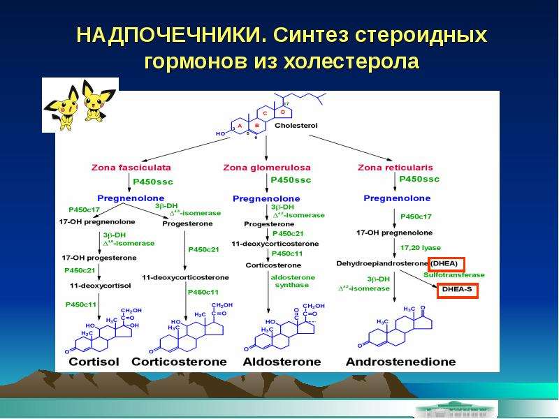 Схема синтеза стероидных гормонов