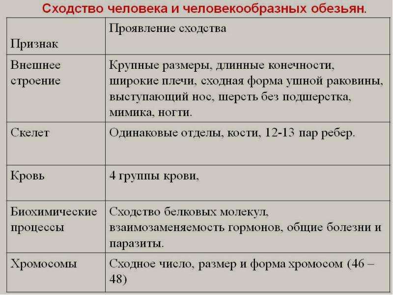 Презентация сходство человека с животными и отличие от них