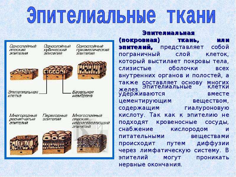 Презентация на тему ткани